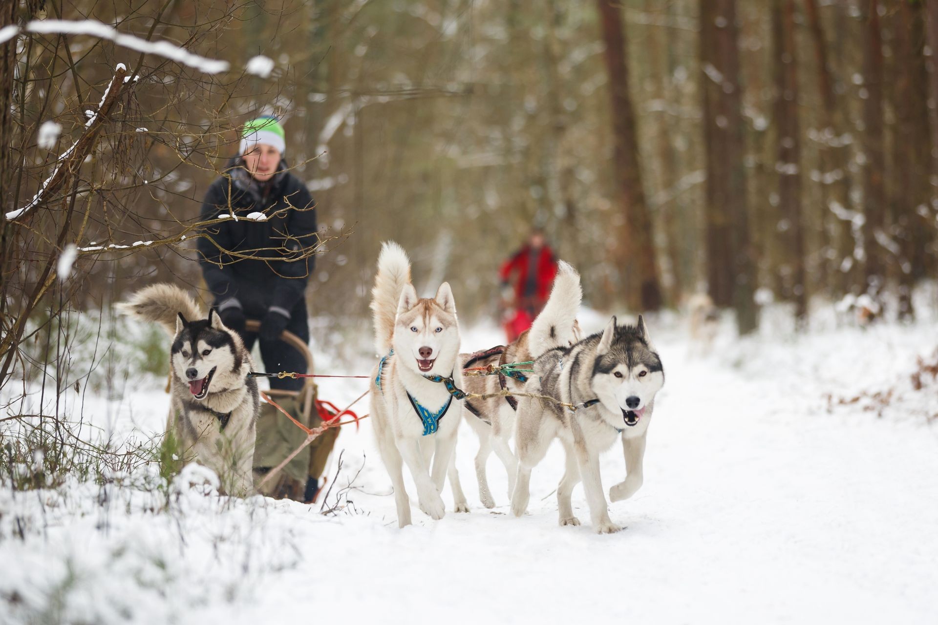 Winter Sled dog racing musher and husky